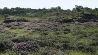 Bornholm vandretur Sandvig Hammershus