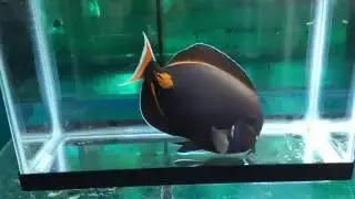 Show Size fat Achilles Tang 8