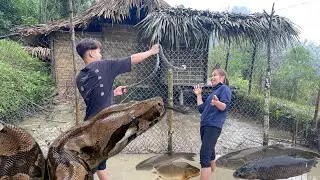 Discovered Giant Python Catching Fish In Pond | Green Farm289