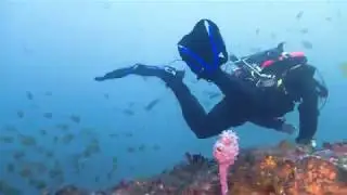 The Pinnacle & Boiler Dive - Batemans Marine Park - Kioloa
