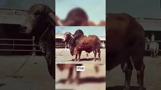 Old cbf farm-Morbi  #gircow #Girbull #shorts #reels  #worldofbovines #post