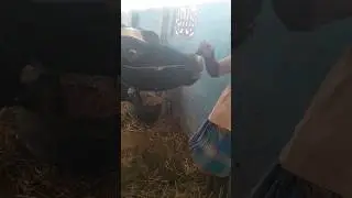 Best summer treat for HF cows...#shorts#trending#viral#cow