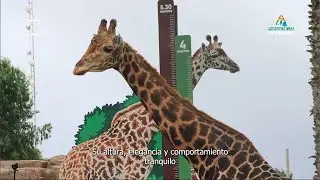 ¡DESCUBRE A NUESTRAS MAJESTUOSAS JIRAFAS! 🦒💛