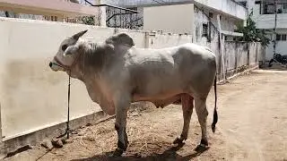 Gannavaram Raja Simha bull 🐂#bulls #gannavaramraja