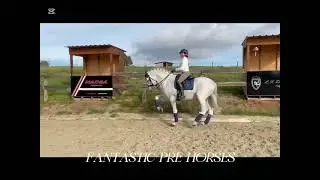 &hearts;️ PATER &hearts;️ GPRIX in the making PRE Stallion show competitor in Inter | Pirofree & Clean xrays