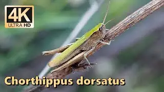 Chorthippus dorsatus