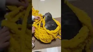 How to Make a House with String (Cat Stayed In!) 🤣
