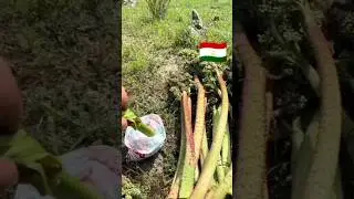 Рошак Да Биё Бача Охиршай