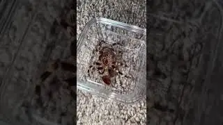 Boy or Girl Tarantula?