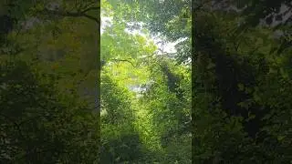 Forest Blessings 🌳 | Thank God 🙏 | Nature Shorts #shorts