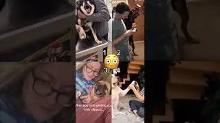 funny dogs reaction 2 # try not to laugh
