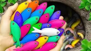 Catch Rare Freshwater Fish  Discus, Betta Dragon & Eggs