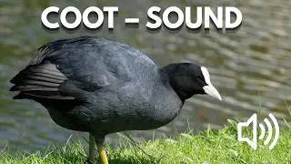 Bird Sound Library | Eurasian Coot &ndash; Bird Calls & Sounds (Nature Sounds)