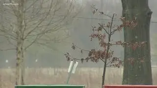 Sustain Louisville project increases tree canopy