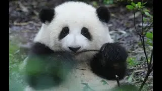 盘点顶级明星熊猫花花的各种叫声#熊猫花花 #panda