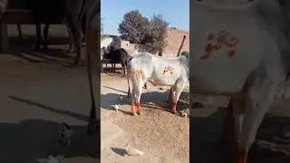 bull for race 496 gb