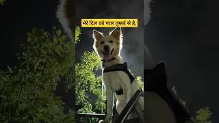 This lyrics have a different feel ❤️❤️🎵 #dog #lyrics #shorts