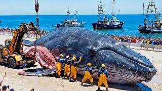 Giant Whale Hunt at Sea &ndash; From Capture to Onboard Processing