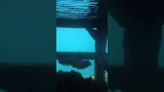Schooling Eel Cat Fish
