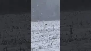 THE BEAUTY OF NATURE #winter #American #outdoors #nature #shorts #viral #shortvideo #short #video