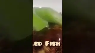 Grilled Fish Eggs