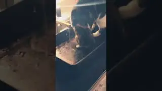 Мыть лапы
