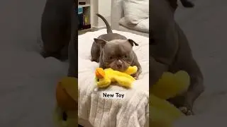 Teddy loves his new toy! 🥰#americanbully #americanbullypuppy #pocketbully #teddyvbully