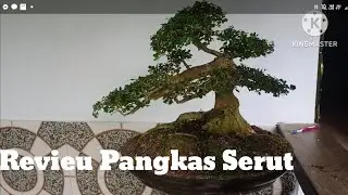 Review Pangkas Serut