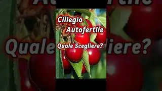 Ciliegio autofertile, quale scegliere? #shorts #ciliegio #ciliegie #piante