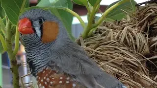 Zebra Finch Aviary Live (31082021 PM)