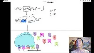 Lecture 5d - Chemical Mutagens
