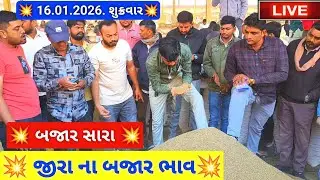 🔴live જીરૂ ના બજાર ભાવ આજના જસદણ માર્કેટિંગ યાર્ડ, jeera auction price today,January 16, 2026