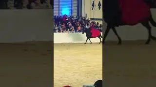 That flying change on the beat though 😍 #missinghorseshows