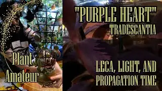 How To Keep Tradescantia Purple Heart Vibrant | No More Semi Hydro For My Spiderworts