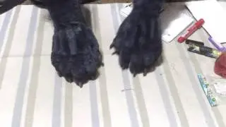 Gnoll paws action