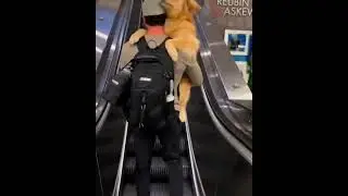 Funny Pet fun #trynottolaugh #laughoutloudanimals #dog #cat #funnyvideos #funnyanimals #cuteanimals