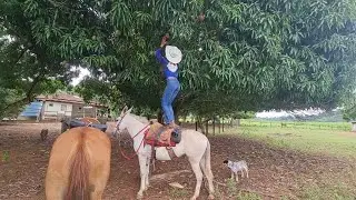 ROUBAND0 FRUTAS NO VIZINHO..😂