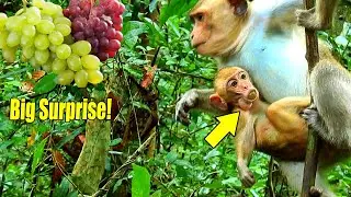 Big-ig Surprise! This Morning Baby Elpida Could Get B-ig Nice And Sweet Grapes From Us.