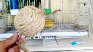 كيف نعرف أن أنثى الحسون جهزت وكيف نختبرها مع الذكر وماذا نقدم لها لتحضيرها شاهد 