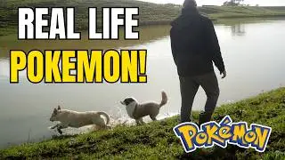 Taking My POKEMON For a Walk: Pokemon Card Business Journey to 50K