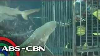 UKG: Swim with sharks at Manila Ocean Park