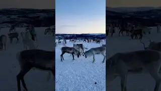 #reindeers watching- #troms&oslash;  in snowy #winter - an unforgettable, magical experience #norway #snow