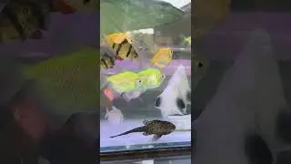 Best color fish #color_fish #fish #shorts #shortsvideo #viralvideo #viralshorts