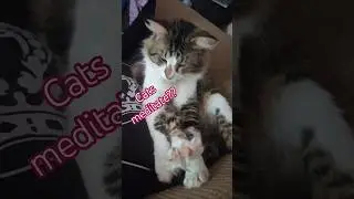 #Tink the #meditating #MaineCoon 432 #healing remove #negative #energy