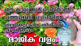 Pathumani /best flowering tips/pathumani plant care /more flowering tips/care&fertilizer/poppy vlogs