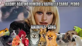 Jaxomy, Agatino Romero, Raffaella Carr&agrave; - Pedro (Animal Cover)