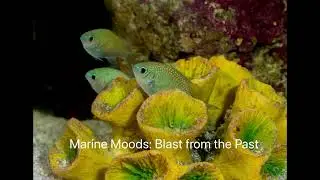 Marine Moods: A Retro Dive into Aquatic Aesthetics