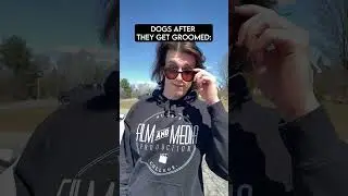 Dogs When They Get Groomed