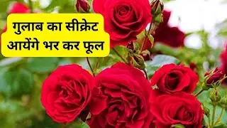 desi rose plant growing tips | desi rose plant | desi rose plant care