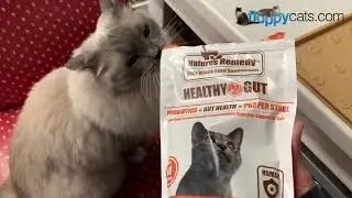 Natural Supplements for Cats: Whole Life Pet Daily Supplements Product Review